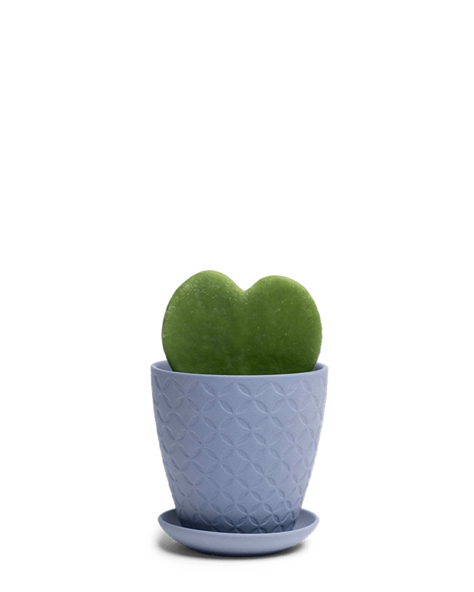 Chive Virago B small blue grey porcelain pot with drainage and saucer styled with a plant.