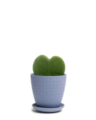 Chive Virago B small blue grey porcelain pot with drainage and saucer styled with a plant.