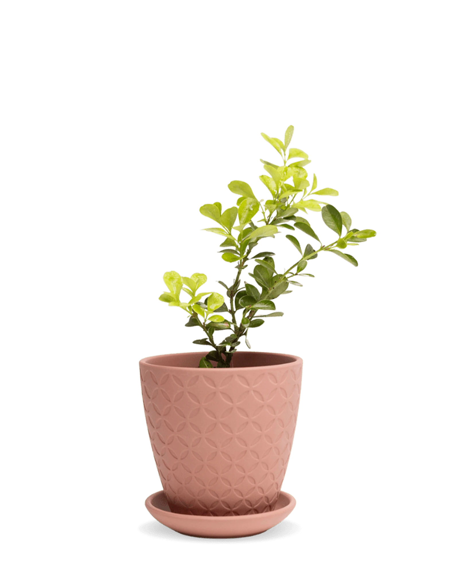 Chive Virago B medium clay terracotta porcelain pot with drainage and saucer styled with a plant.