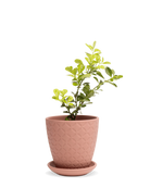 Chive Virago B medium clay terracotta porcelain pot with drainage and saucer styled with a plant.