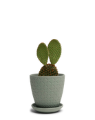 Chive Virago B small olive porcelain pot with drainage and saucer styled with a cactus plant.