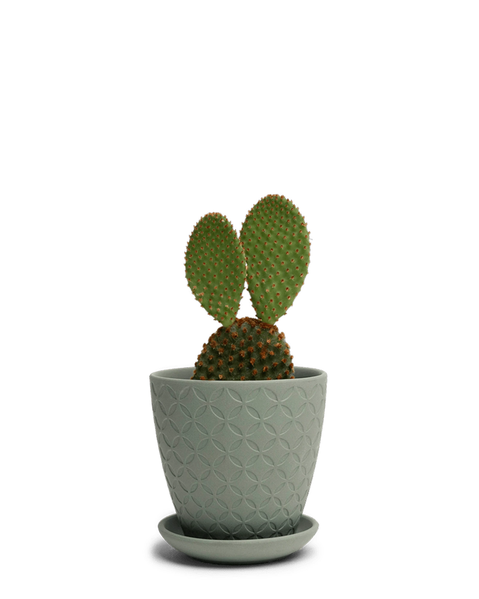 Chive Virago B small olive porcelain pot with drainage and saucer styled with a cactus plant.
