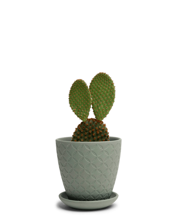 Chive Virago B small olive porcelain pot with drainage and saucer styled with a cactus plant.