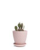Chive Virago B medium soft pink porcelain pot with drainage and saucer styled with a cactus plant.