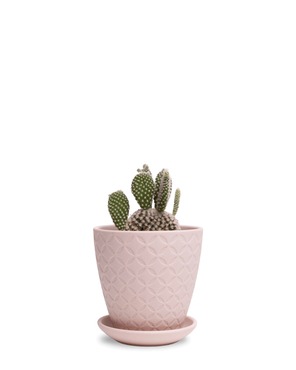Chive Virago B medium soft pink porcelain pot with drainage and saucer styled with a cactus plant.