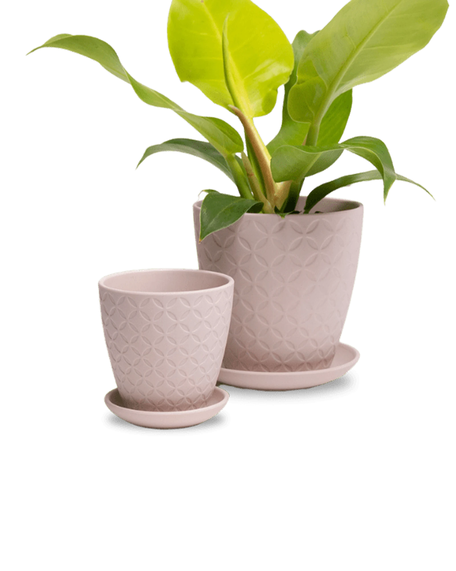 Two Chive Virago B soft pink porcelain pots with drainage and saucers styled with a plant in small and medium.