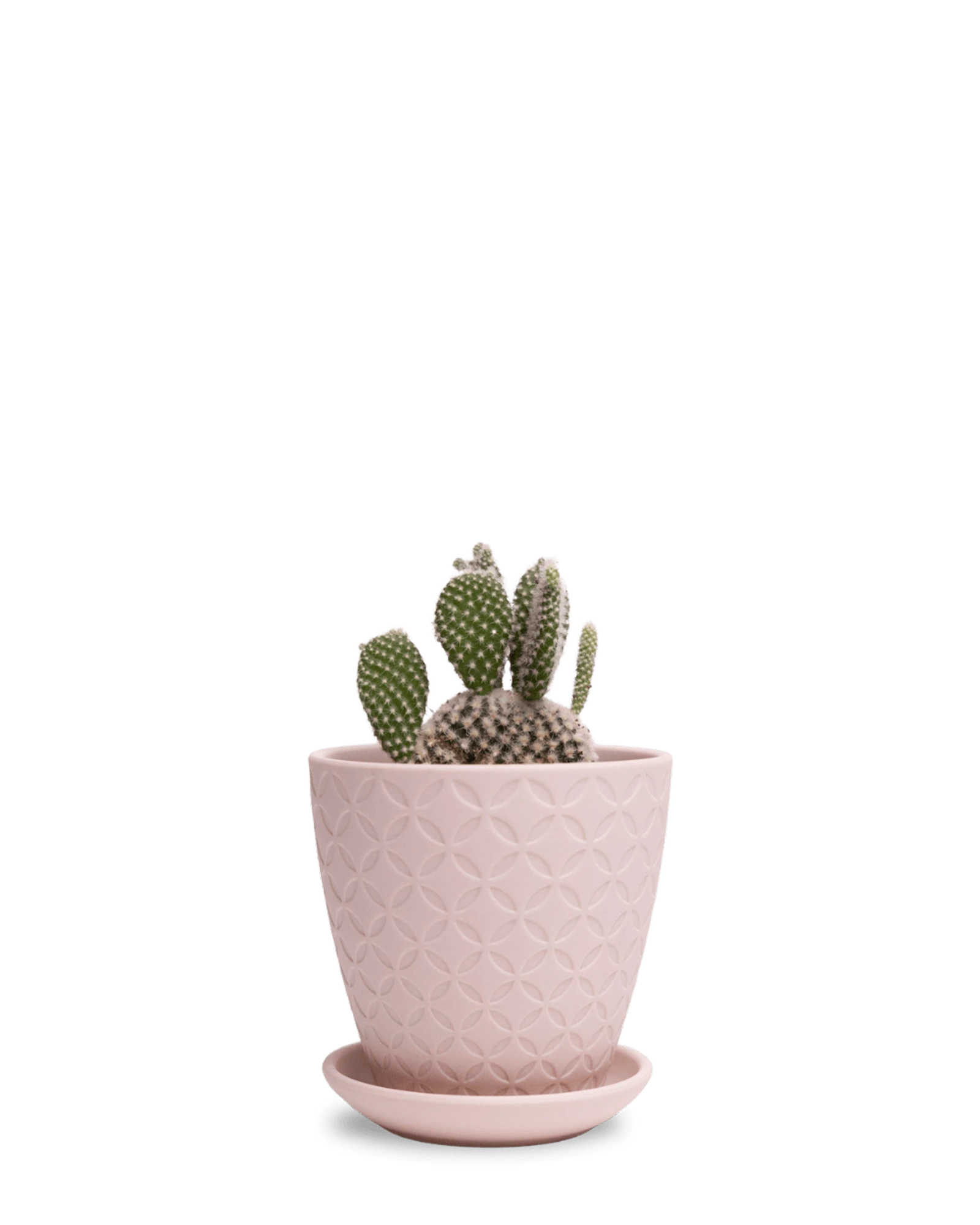 Chive Virago B small soft pink porcelain pot with drainage and saucer styled with a cactus plant.