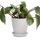 Chive Virago B medium white porcelain pot with drainage and saucer styled with a plant.
