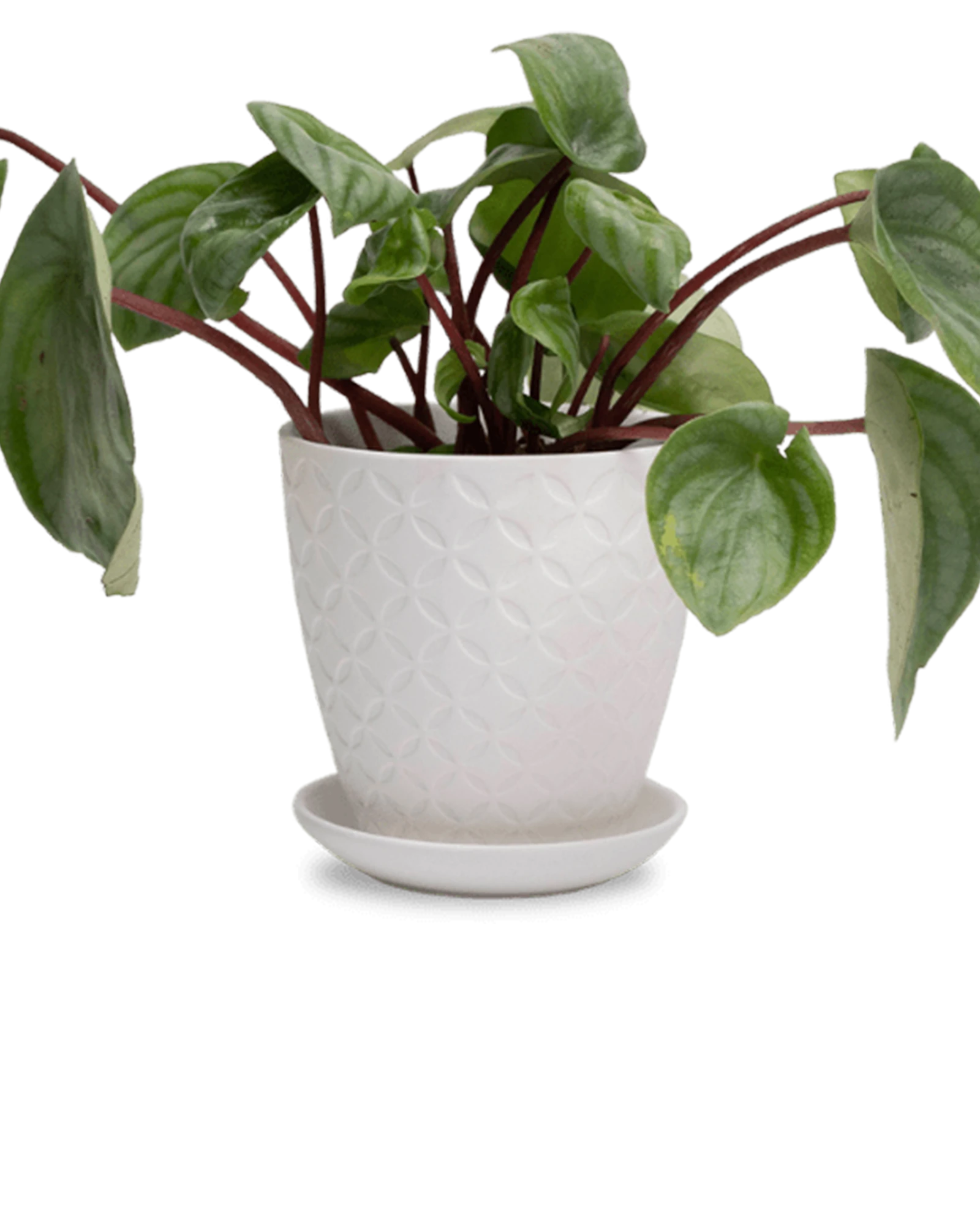 Chive Virago B medium white porcelain pot with drainage and saucer styled with a plant.