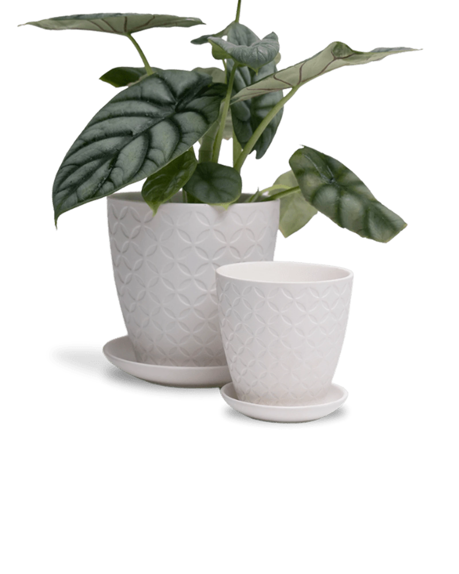 Two Chive Virago B white porcelain pots with drainage and saucers styled with a plant in size small and medium.