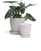 Two Chive Virago B white porcelain pots with drainage and saucers styled with a plant in size small and medium.