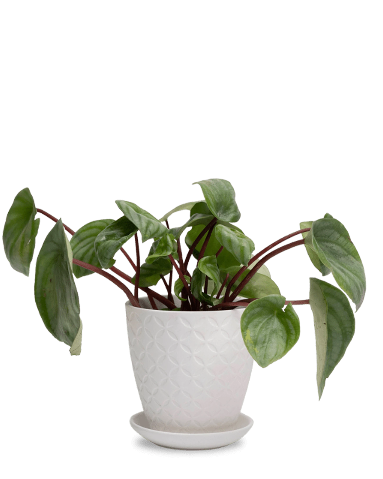 Chive Virago B small white porcelain pot with drainage and saucer styled with a plant.