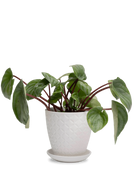 Chive Virago B small white porcelain pot with drainage and saucer styled with a plant.
