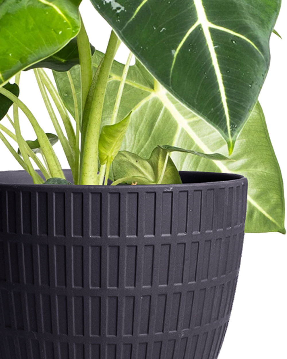 Virago Porcelain Large Indoor Pot With Drainage Hole And Saucer - Chive Ceramics Studio - Pots - Chive US