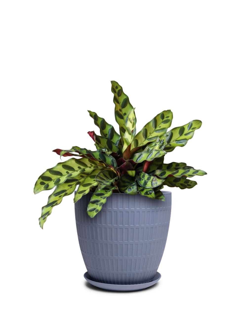 Virago Porcelain Large Indoor Pot With Drainage Hole And Saucer - Chive Ceramics Studio - Pots - Chive US