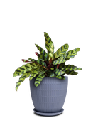 Virago Porcelain Large Indoor Pot With Drainage Hole And Saucer - Chive Ceramics Studio - Pots - Chive US