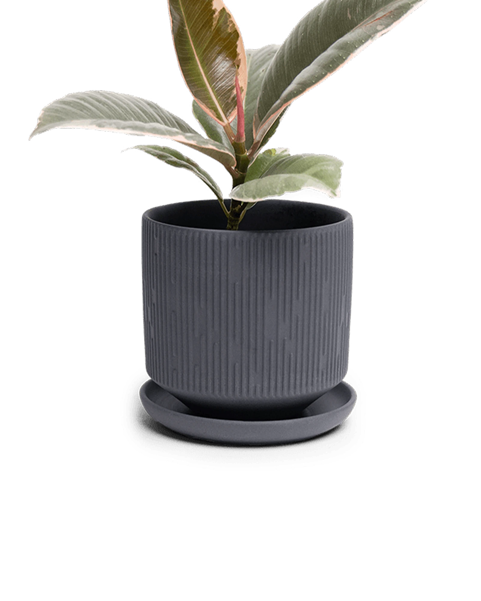 Chive Virago C small black porcelain pot with drainage and saucer styled with a plant.