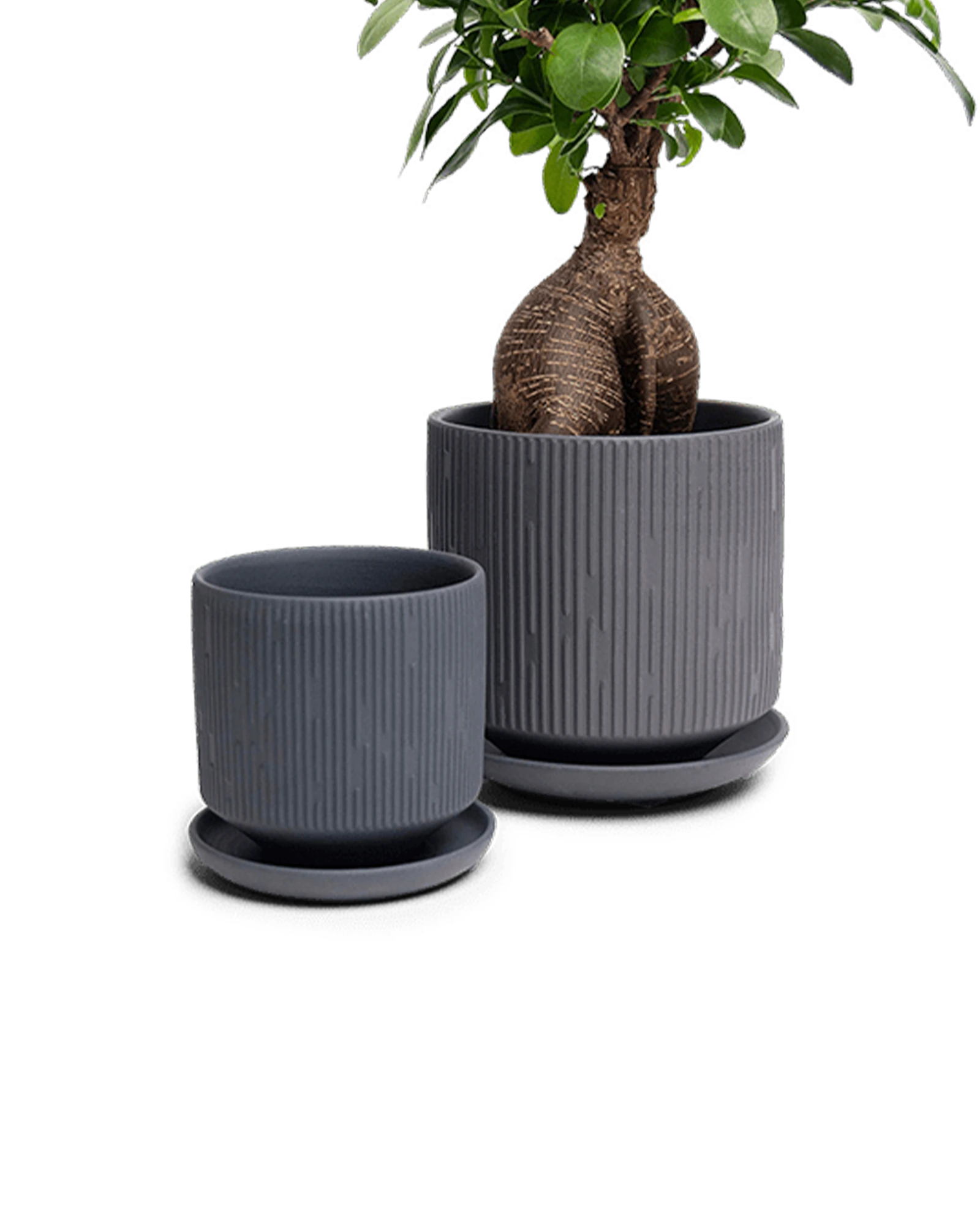 Two Chive Virago C black porcelain pots with drainage and detachable saucers styled with a plant in small and medium.
