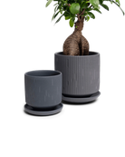 Two Chive Virago C black porcelain pots with drainage and detachable saucers styled with a plant in small and medium.
