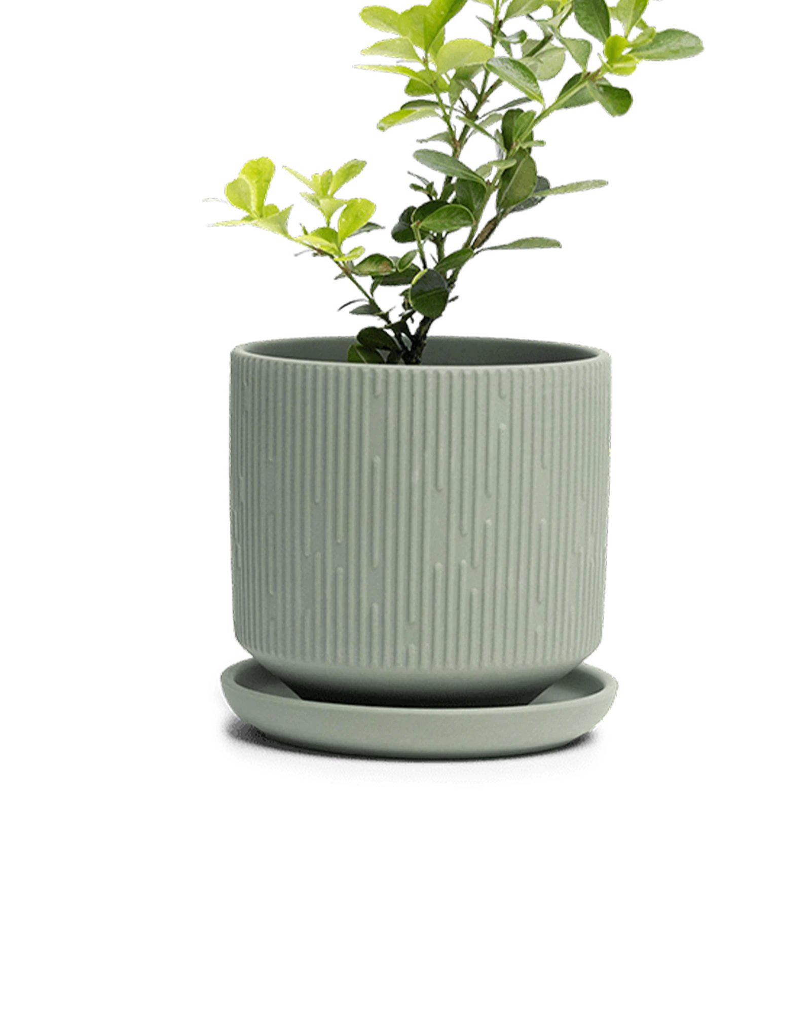 Chive Virago C medium olive porcelain pot with drainage and saucer styled with a plant.