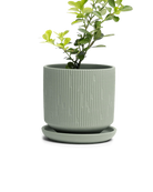 Chive Virago C small olive porcelain pot with drainage and saucer styled with a plant.
