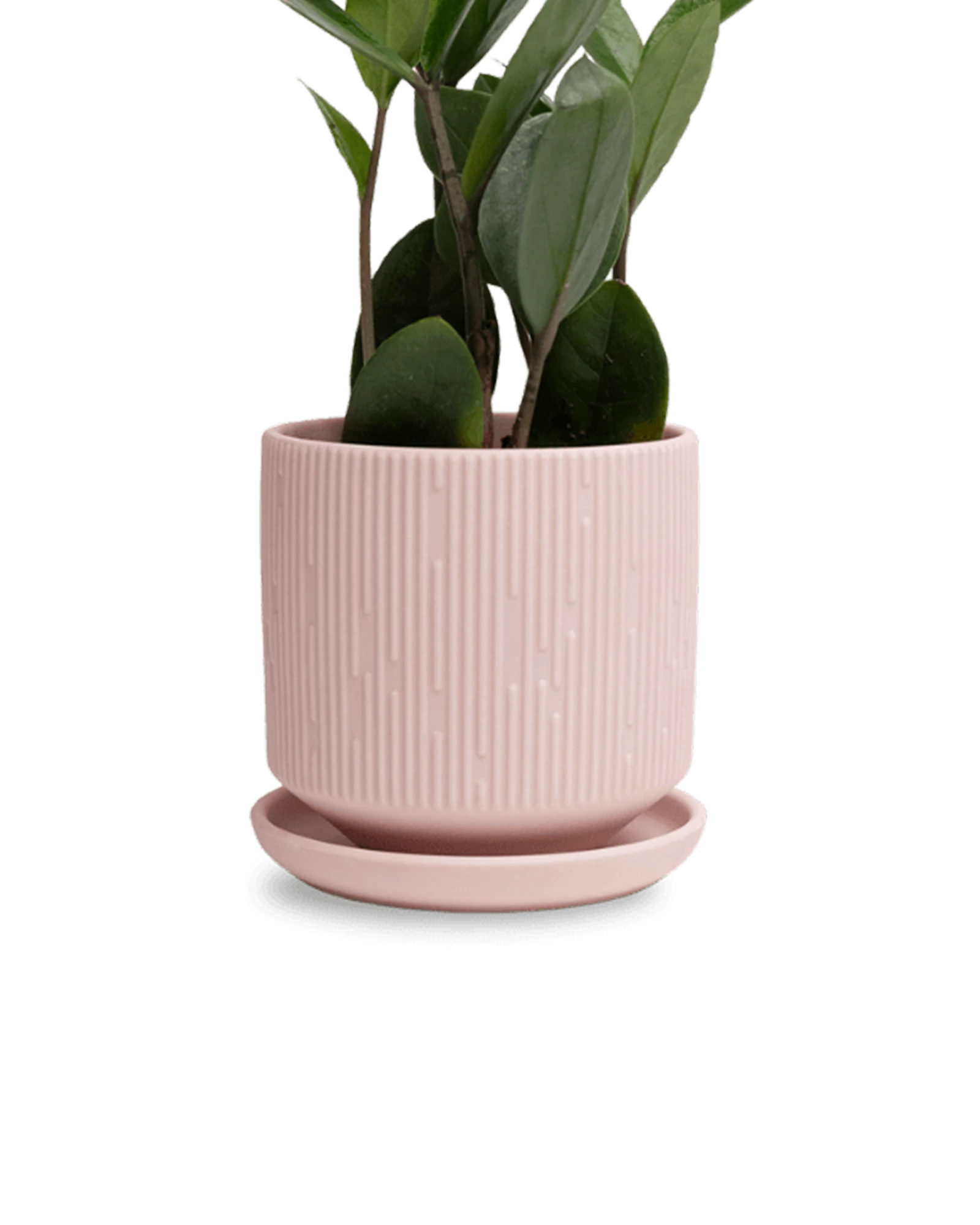 Chive Virago C small soft pink porcelain pot with drainage and saucer styled with a plant.