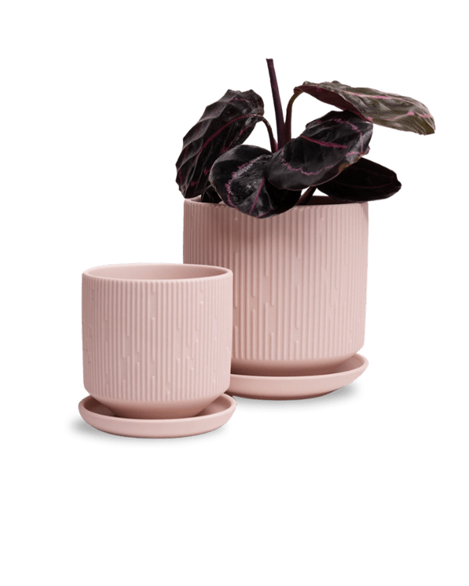Two Chive Virago C soft pink porcelain pots with drainage and saucers styled with a plant in small and medium.