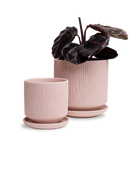 Two Chive Virago C soft pink porcelain pots with drainage and saucers styled with a plant in small and medium.