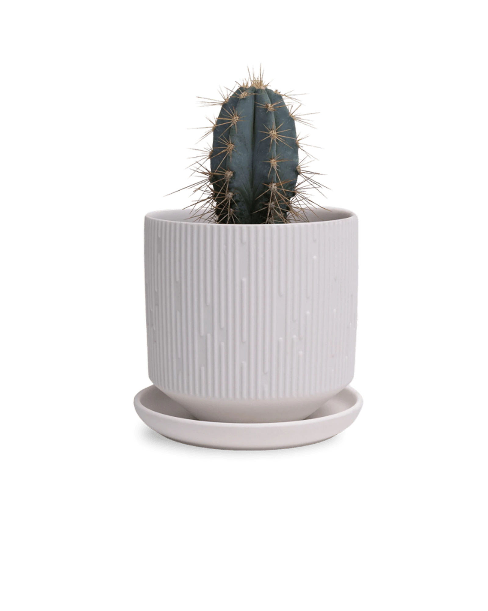 Chive Virago C small white porcelain pot with drainage and saucer styled with a cactus plant.