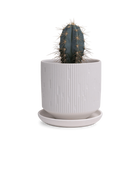 Chive Virago C small white porcelain pot with drainage and saucer styled with a cactus plant.