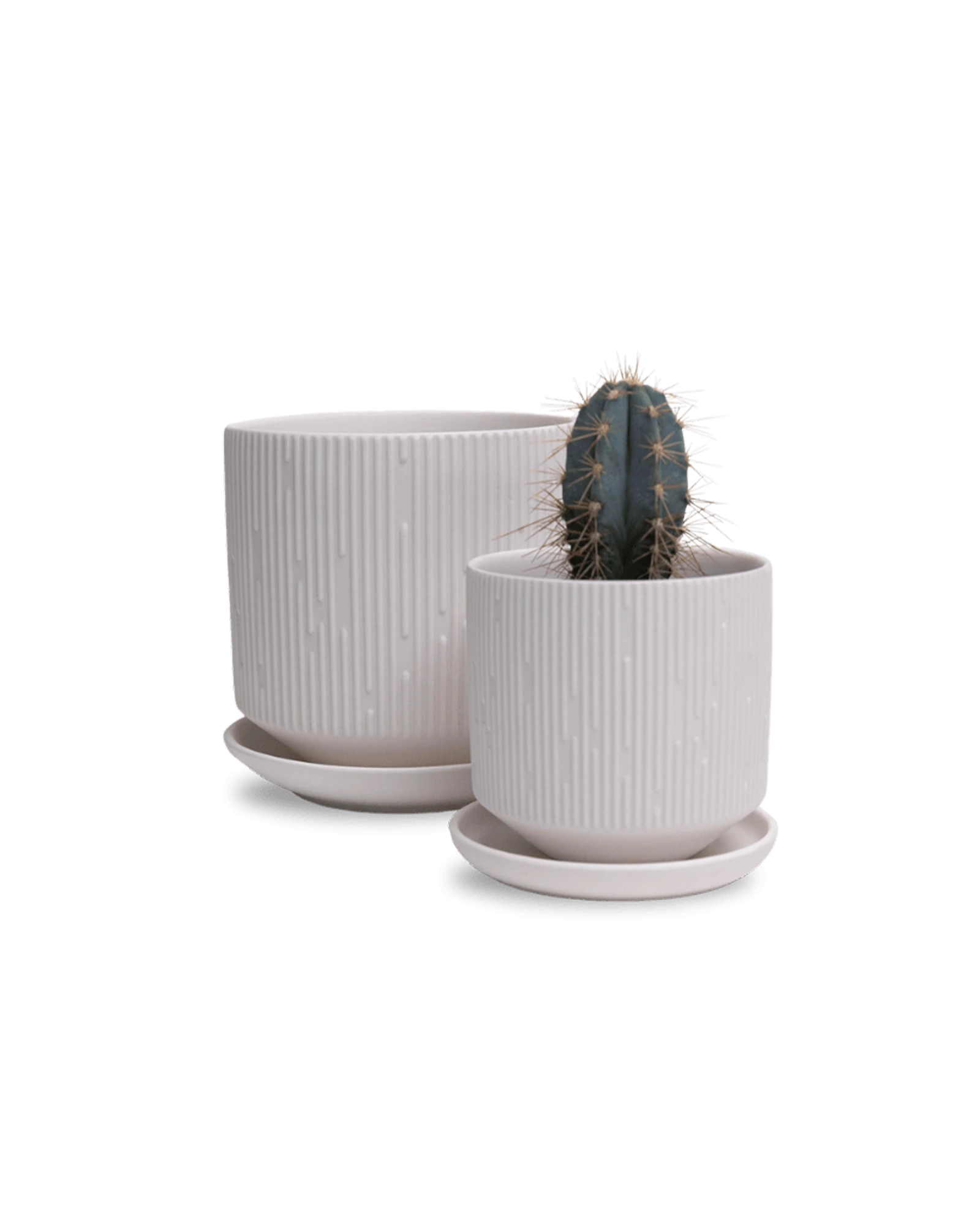 Two Chive Virago C white porcelain pots with drainage and saucers styled with a cactus plant in size small and medium.