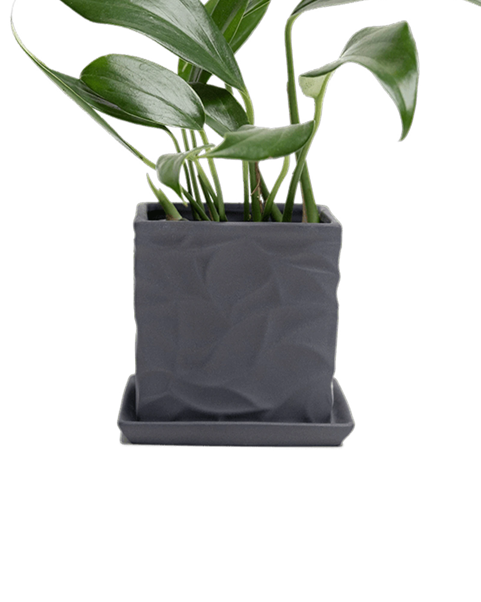 Chive Virago D small black porcelain pot with drainage and saucer styled with a plant.