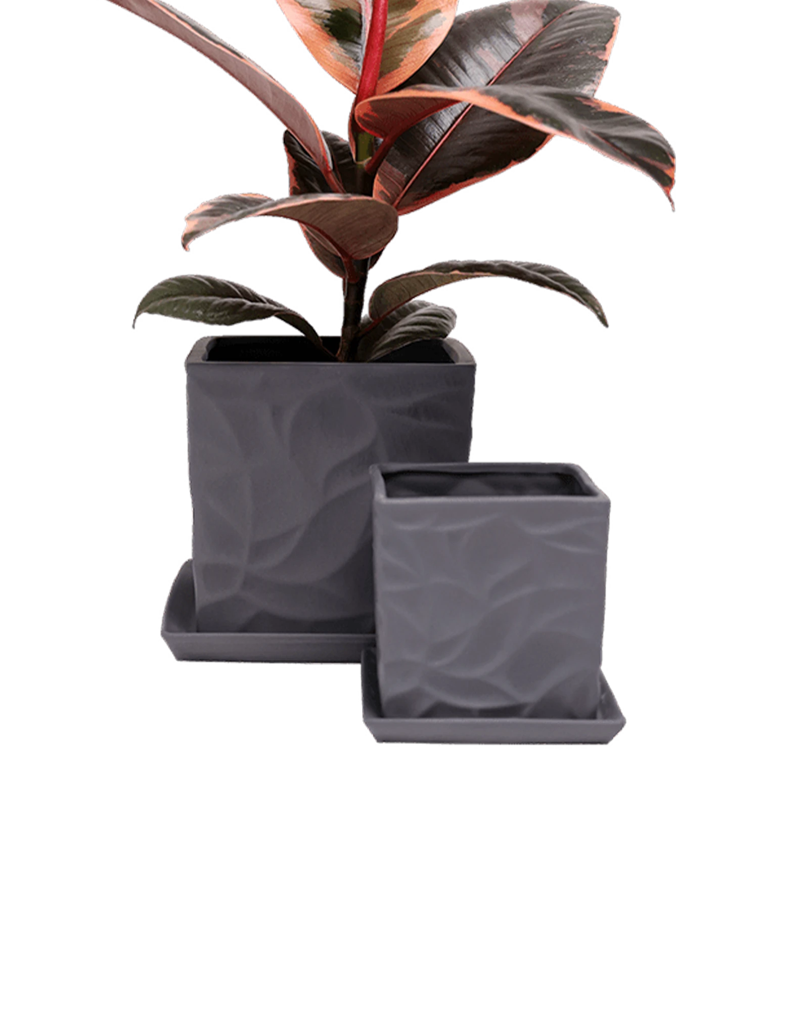 Two Chive Virago D black porcelain pots with drainage and saucers styled with plants in small and medium.