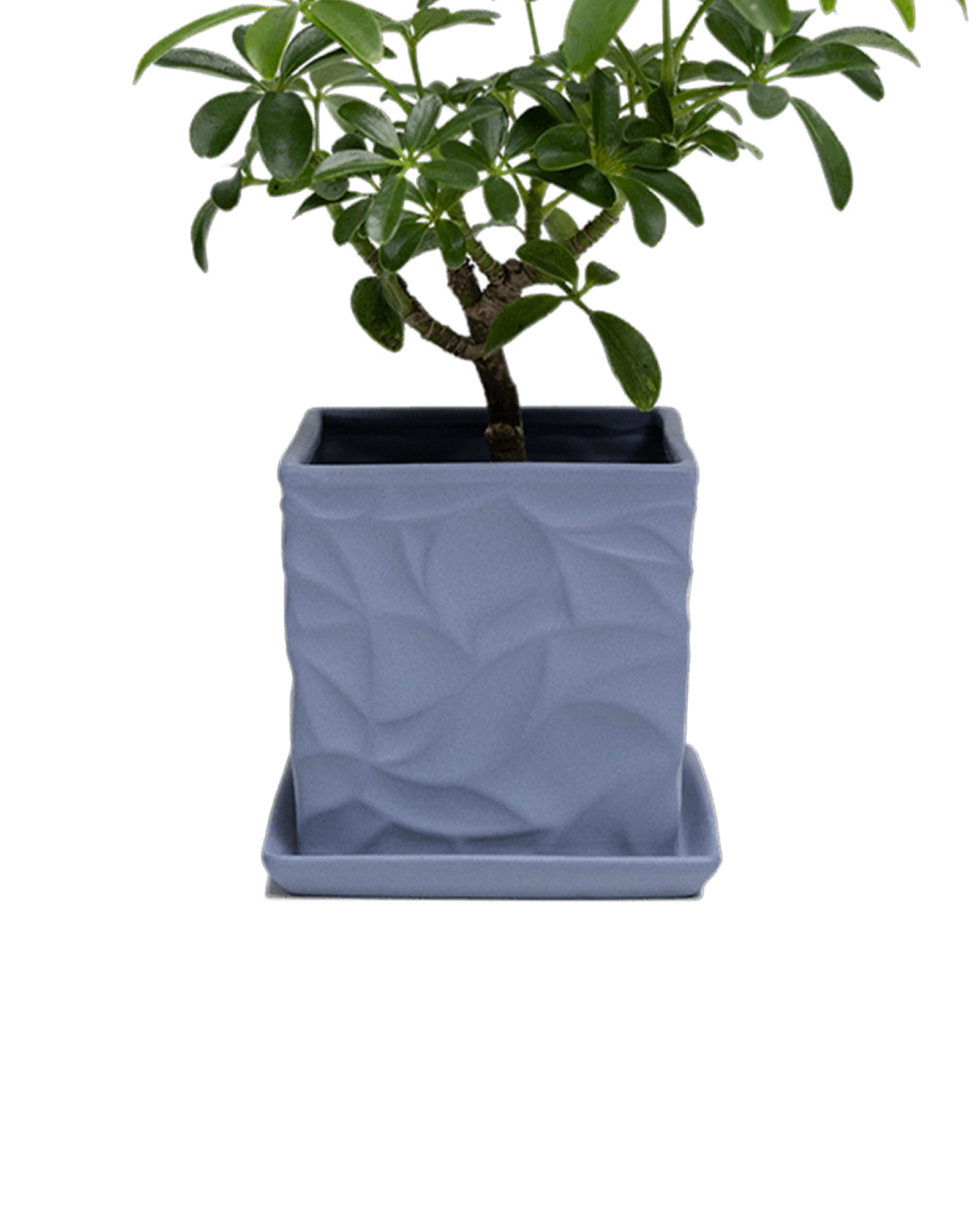 Chive Virago D medium blue grey porcelain pot with drainage and saucer styled with a plant.