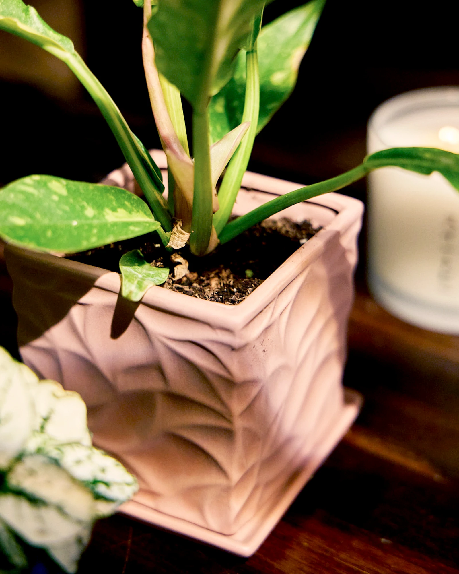 Chive Virago D medium clay terracotta porcelain pot styled with a plant on a wood table under sunlight.