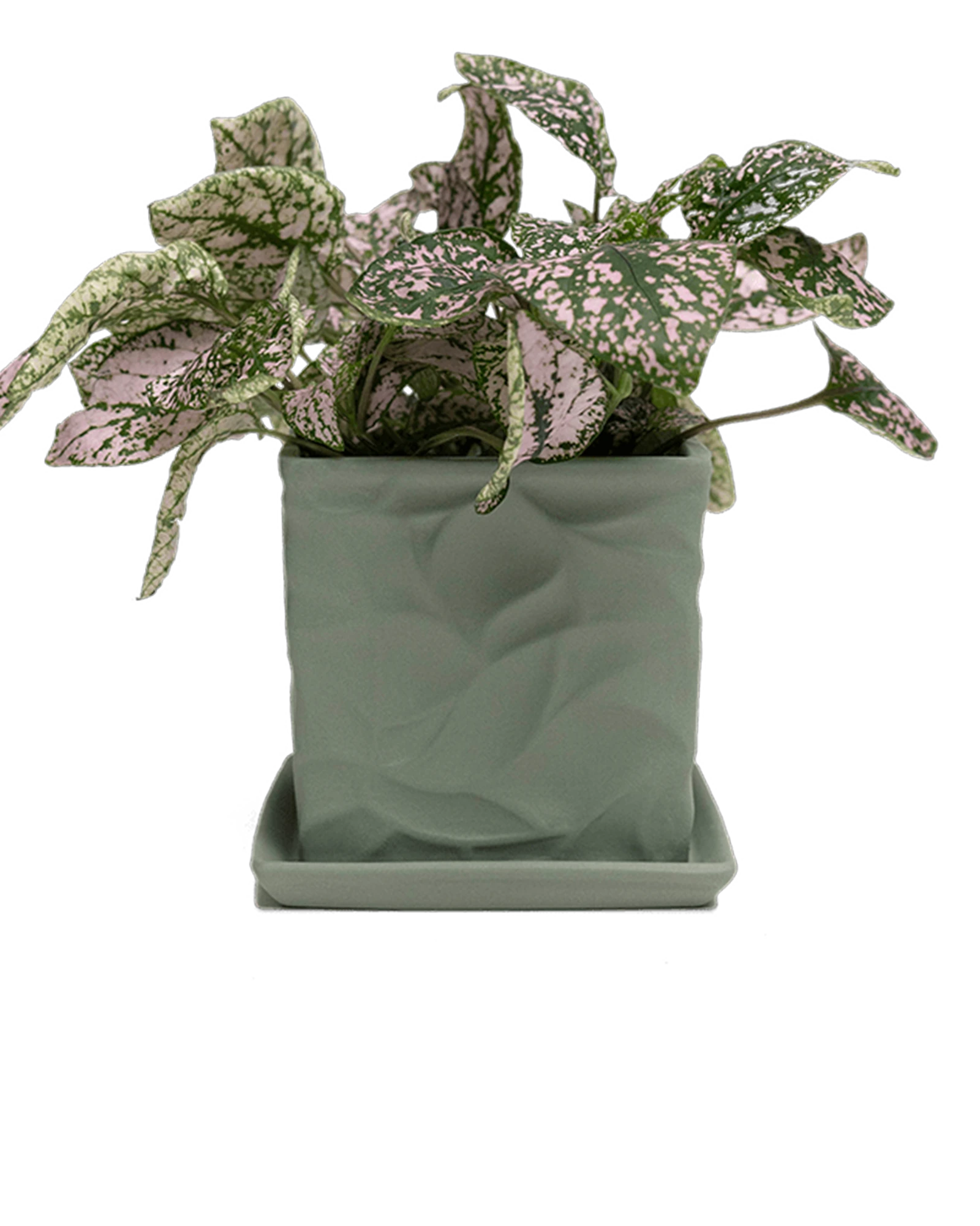 Chive Virago D medium olive porcelain pot with drainage and saucer styled with a plant.