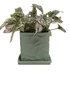 Chive Virago D small olive porcelain pot with drainage and saucer styled with a plant.