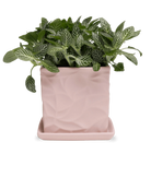 Chive Virago D medium soft pink porcelain pot with drainage and saucer styled with a plant.