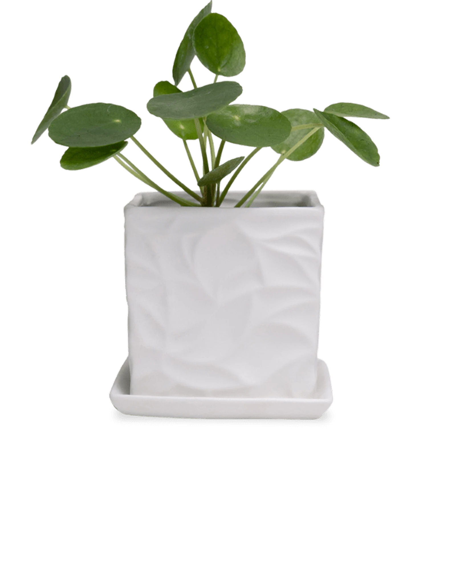 Chive Virago D small white porcelain pot with drainage and saucer styled with a plant.