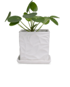 Chive Virago D small white porcelain pot with drainage and saucer styled with a plant.