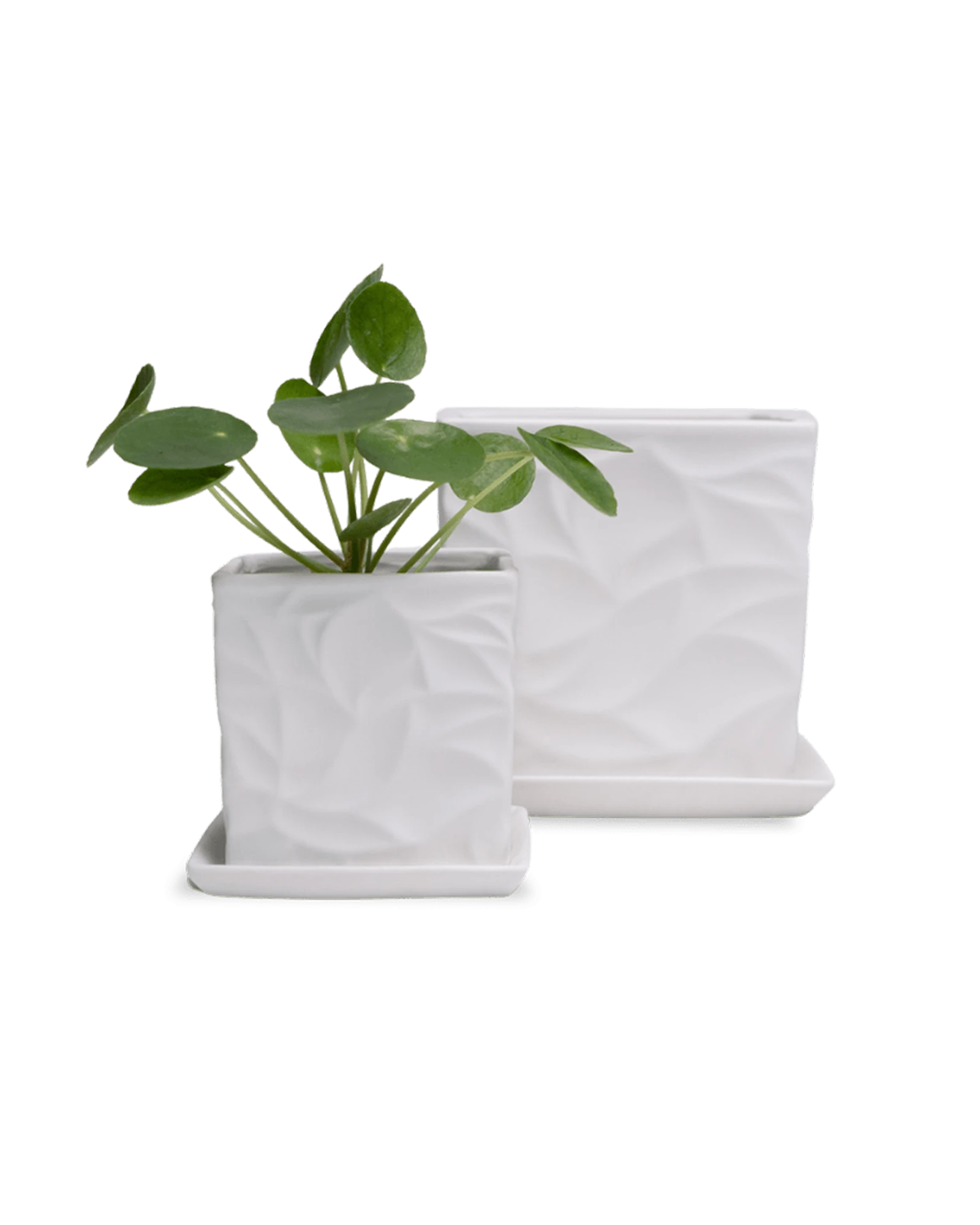 Two Chive Virago D white porcelain pots with drainage and saucers styled with a plant in size small and medium.