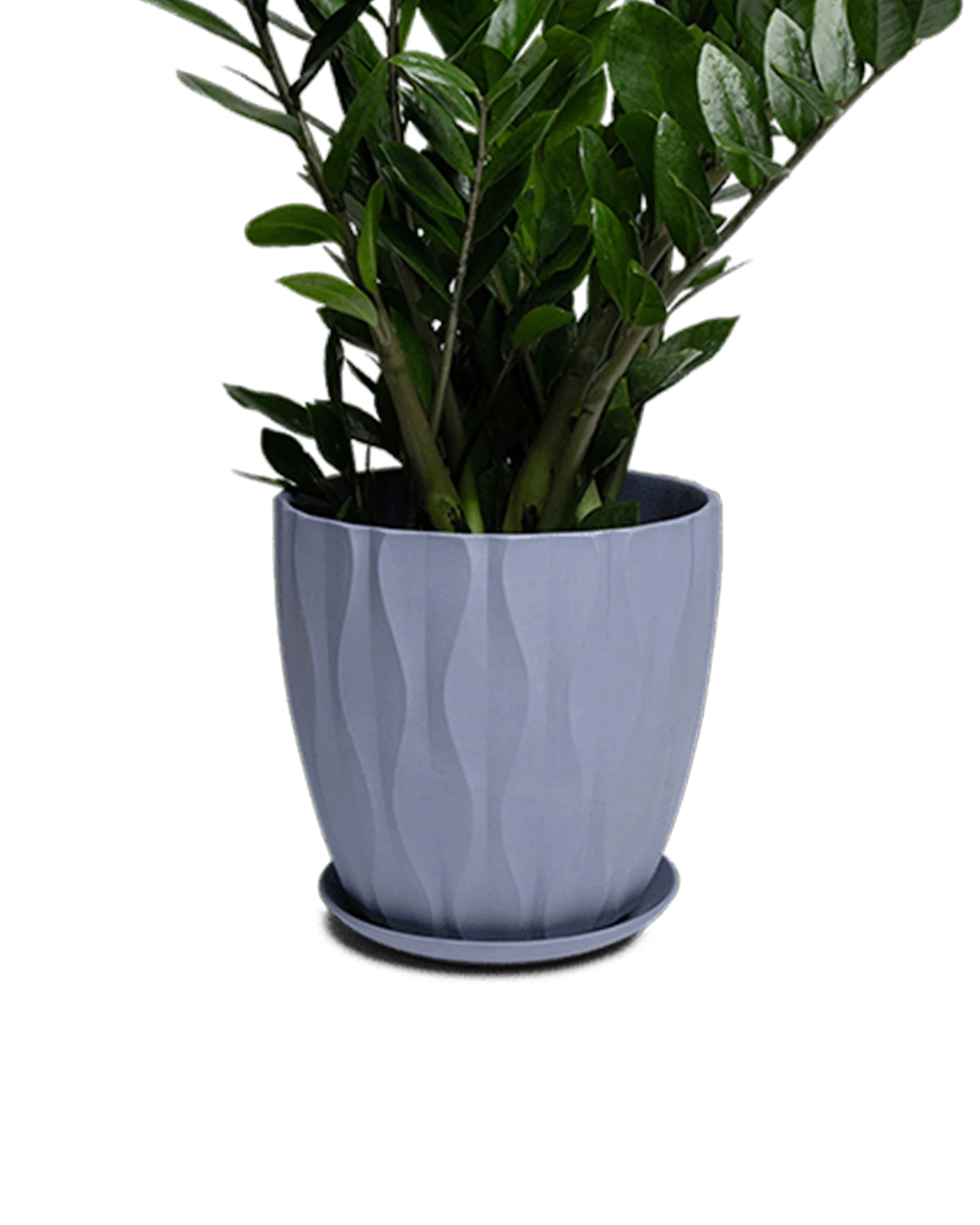 Chive Virago E large blue grey porcelain pot with drainage and saucer styled with a zz plant.