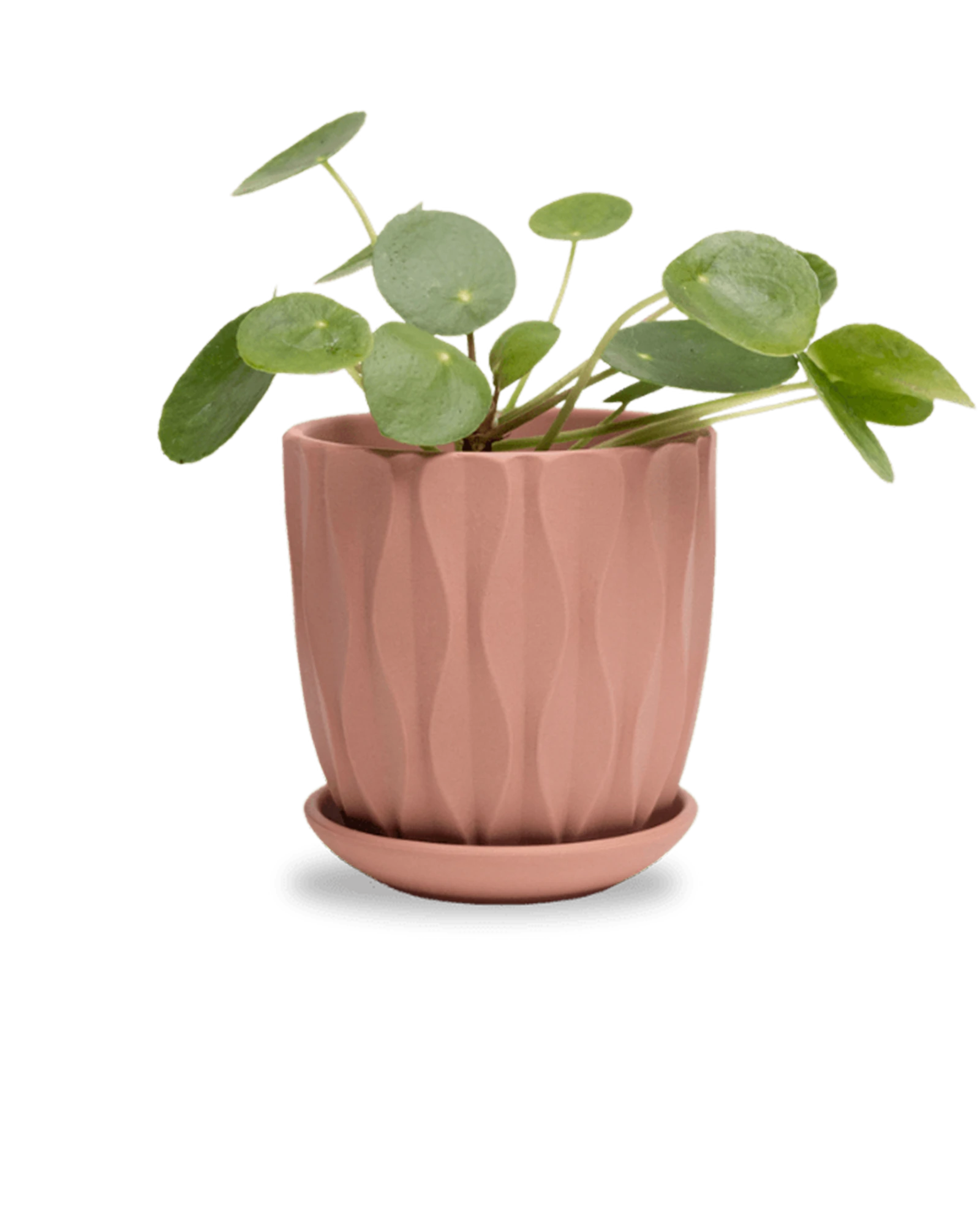 Chive Virago E small clay terracotta porcelain pot with drainage and saucer styled with a plant.