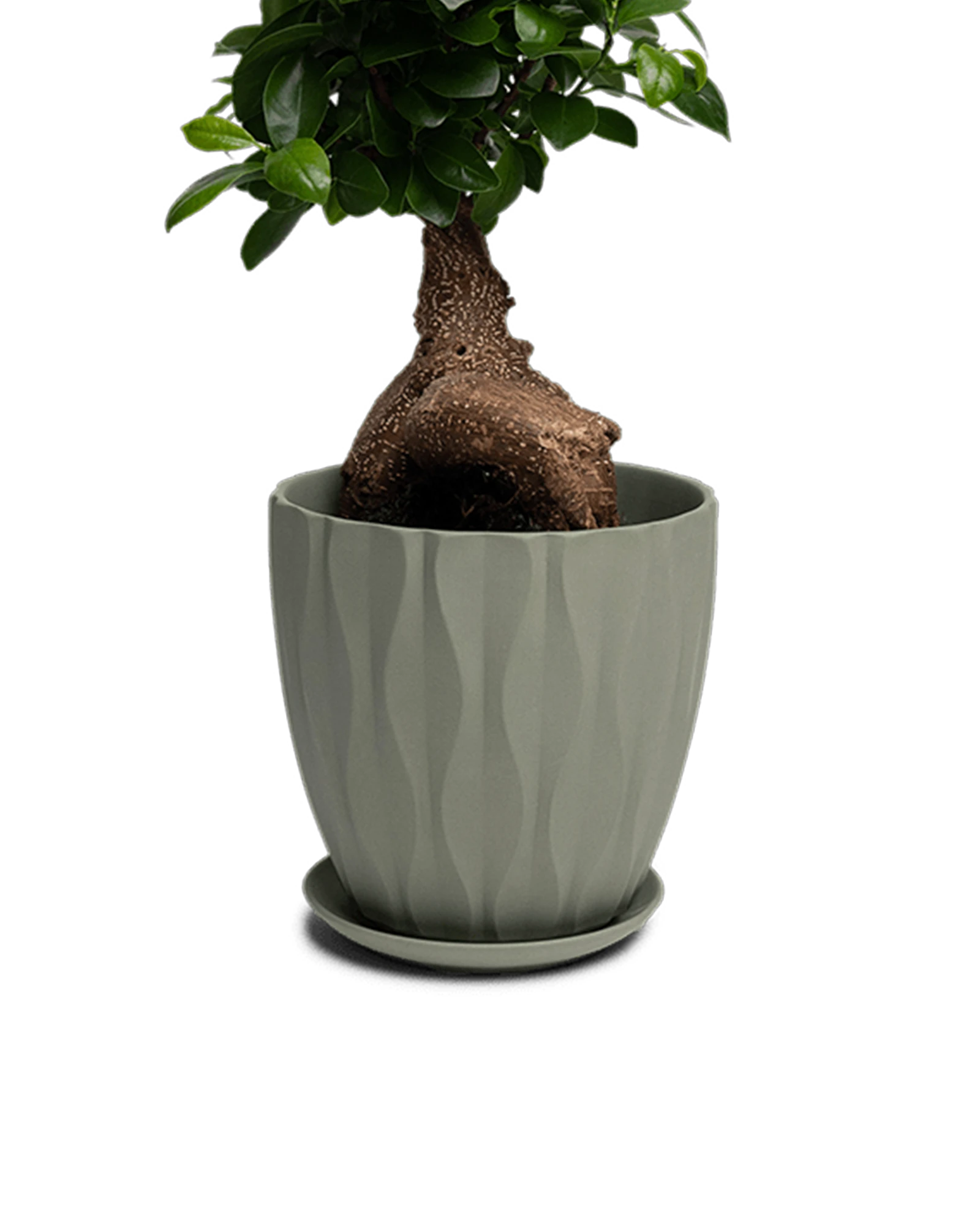 Chive Virago E large olive porcelain pot with drainage and saucer styled with a plant.