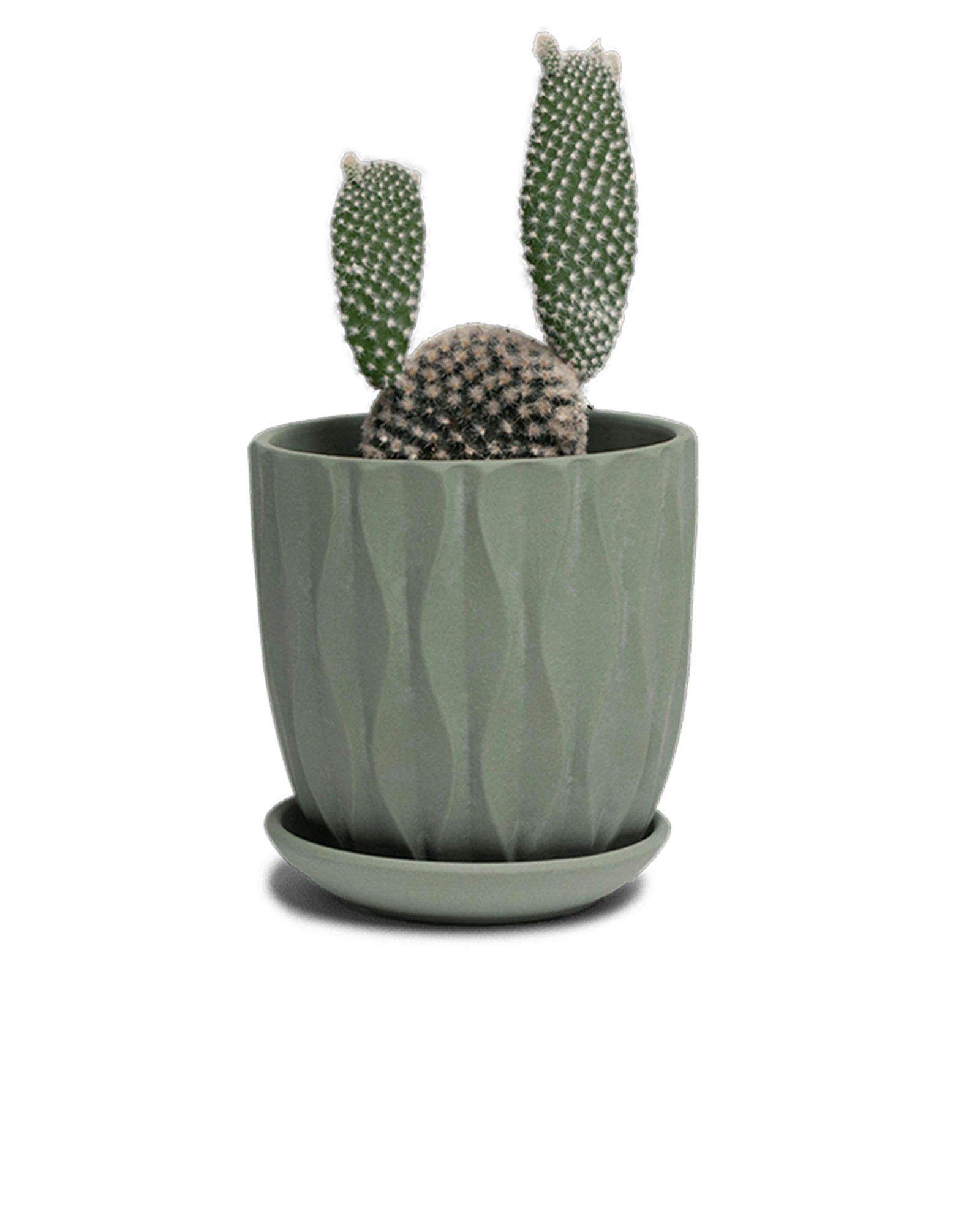 Chive Virago E small olive porcelain pot with drainage and saucer styled with a cactus plant.