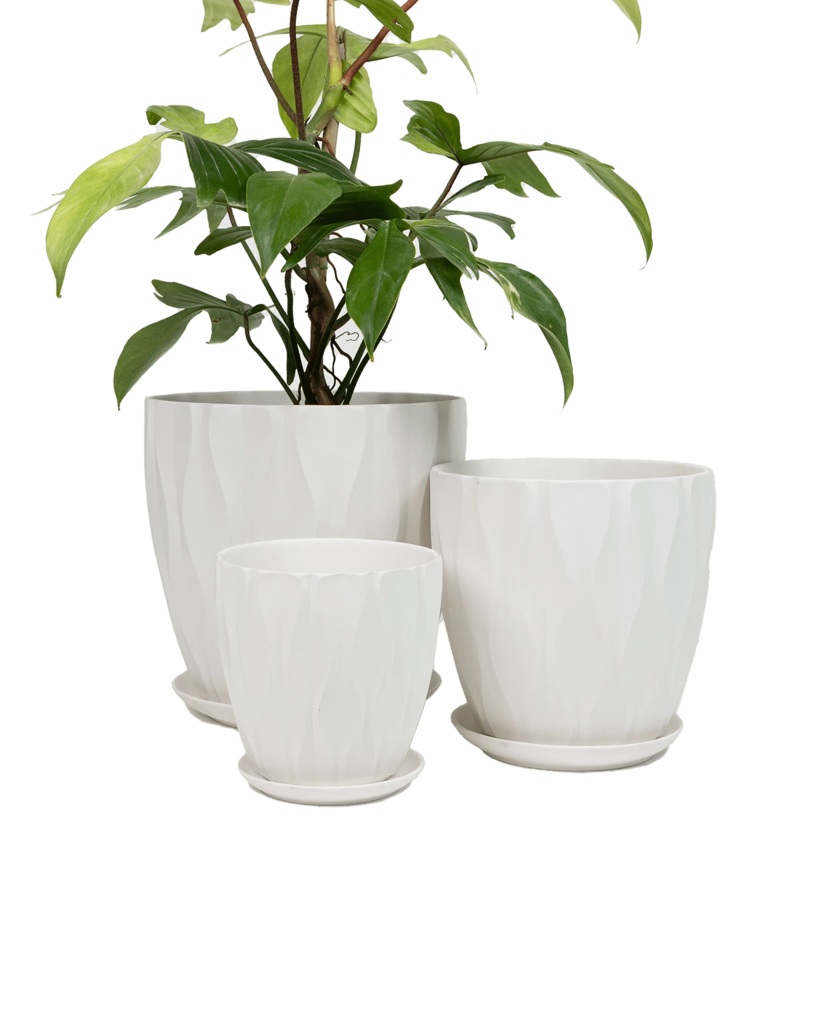 Three virago E white porcelain pots in size large, medium, and small, styled with a green plant.