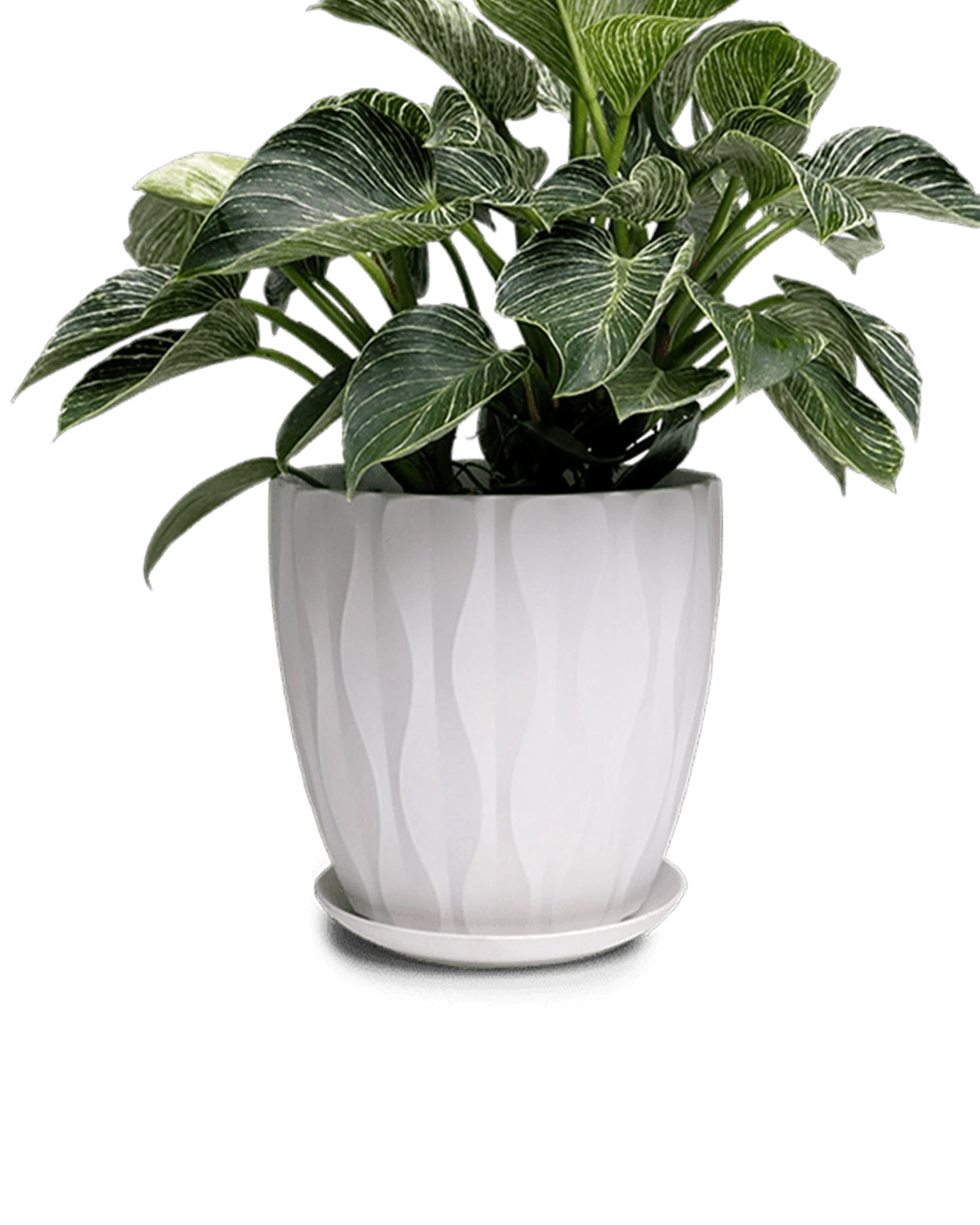 Chive Virago E large white porcelain pot with waves texture styled with a plant.