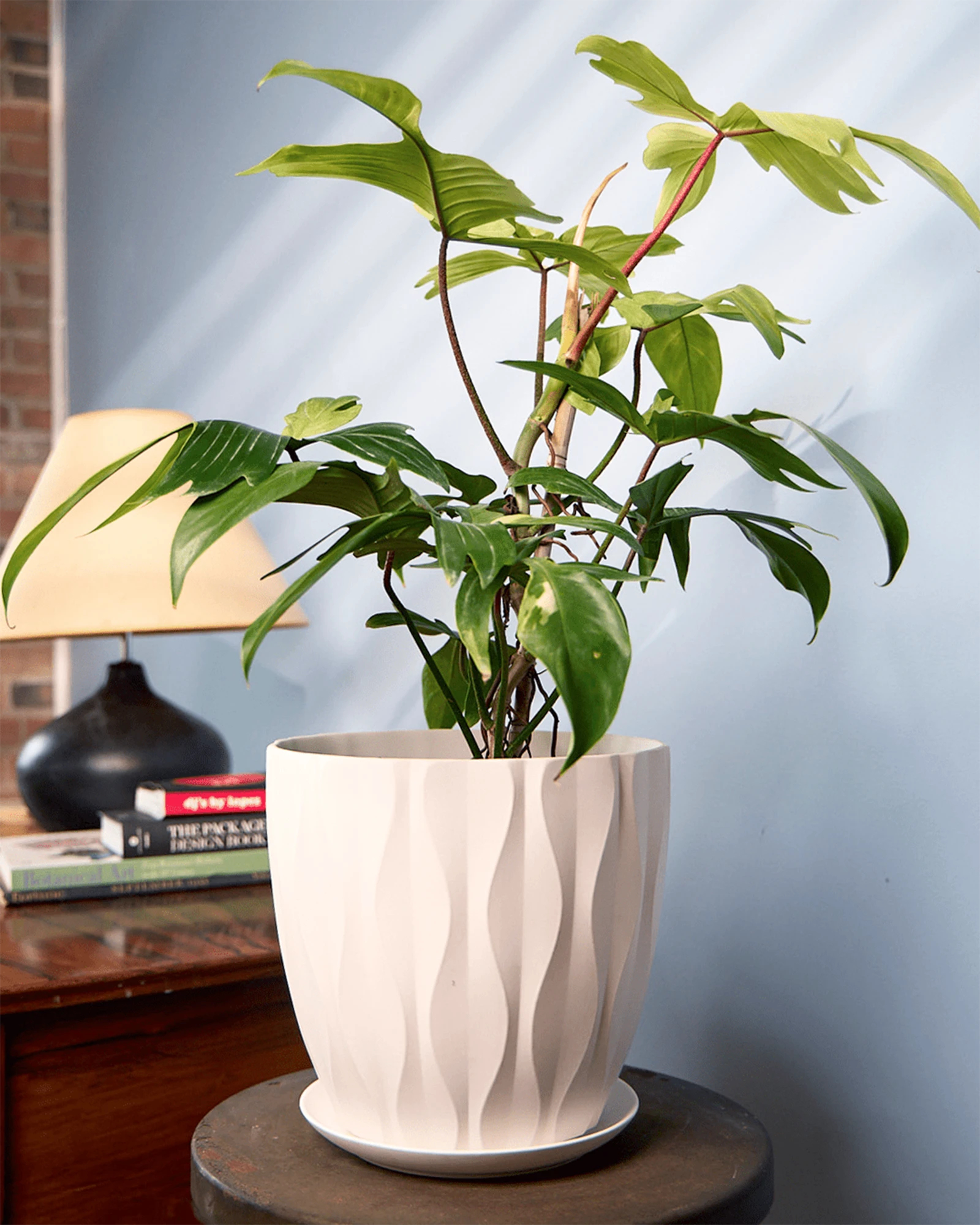 Chive Virago E large white porcelain pot with waves texture styled with a plant on a wood stool indoor.