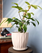 Chive Virago E large white porcelain pot with waves texture styled with a plant on a wood stool indoor.