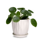 Chive Virago E medium white porcelain pot with drainage and saucer styled with a plant.